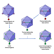 Image result for Gold 1998 AAV