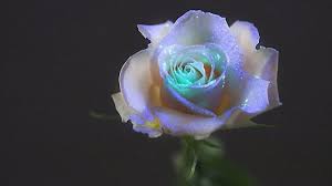 Check spelling or type a new query. 7 Best Few Glow In The Dark Flowers Ideas Dark Flowers Glow In The Dark Flowers