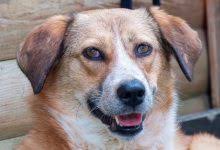 Französische bulldogge ella, klein und angriffslustig & tierschutzhund lun, macht stress an der leine. Bs582ub4zprcem