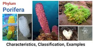 Food is a wonderful way to bring people together and introduce new cultures. Phylum Porifera Characteristics Classification Examples