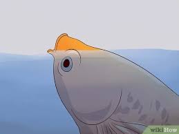 It would be good if your betta fish do not eat at least 1 day in a week. 6 Ways To Tell If A Betta Fish Is Sick Wikihow