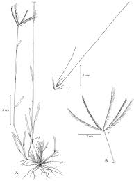 Image result for Chloris pycnothrix