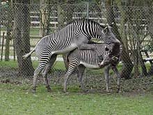 We did not find results for: Zebra Wikipedia