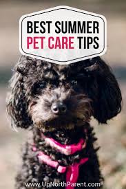 We serve locust grove as well as the surrounding areas of fredericksburg, orange, spotsylvania and culpeper. Avoiding Hot Dogs Summer Pet Care Tips From Lakeland Veterinary Hospital In 2020 Pet Care Pet Care Tips Summer Dog