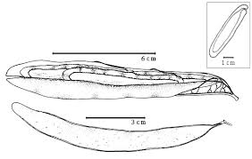 Image result for Newtonia hildebrandtii