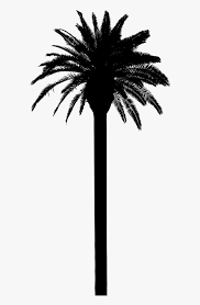 Black silhouette of a tree. Asian Palmyra Palm Date Palm Palm Trees Silhouette Png Date Palm Tree Transparent Png Kindpng