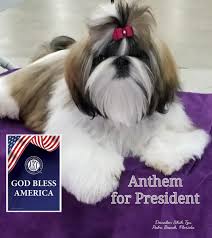 A shih tzu puppy or puppies is a huge commitment. Shih Tzu Breeders In Florida Puppies For Sale Devalon Shihtzu