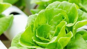 How to grow vegetables indoors â€ success starts with the right grow lights. The Best Hydroponic Systems For Home Gardens Indoor Gardening