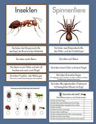 We did not find results for: Unterschied Spinnentier Insekten Unterrichtsmaterial Im Fach Sachunterricht In 2021 Insekten Biologie Unterrichten Insekten Fur Kinder