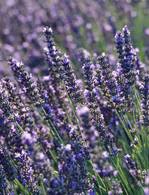 Edward Wheelock Obituary