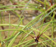 Image result for Isolepis prolifera