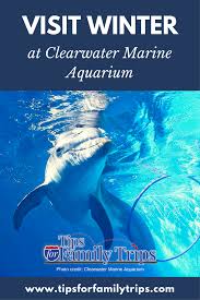 Clearwater Marine Aquarium Top Tips For Families Clearwater Marine Aquarium Florida Vacation Family Trip Photos
