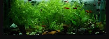 Floating aquarium plants can add a great look to any freshwater planted tank. Best Low Maintenance Floating Plants For Beginners Fishxperts