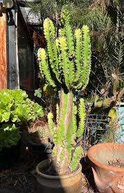 Image result for Euphorbia candelabrum