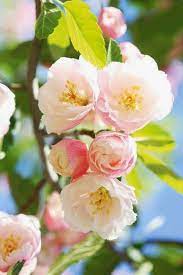 Pin On Flower Power