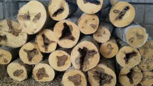 Agarwood is a resinous substance formed inside agarwood trees that arises as a result of infection with a type of mold. The Truth About Agarwood And Oud Oil