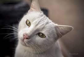 Kidney Stones In Cats What You Need To Know Cat Diseases Sick Pets Cats