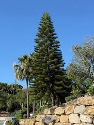 Image result for Araucaria columnaris