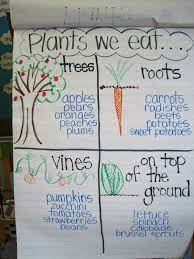 Full Plants Unit Plan For K 1 Two Week Science Unit With Ela And Math Connections Plants Kindergarten Kindergarten Science Preschool Science