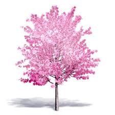 The tree is a hardwood and the. Cherry Tree In Bloom Plants Free Bim Object For Cinema 4d Revit Sketchup Rhinoceros 3ds Max Ifc 3ds Max Bimobject