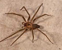 Pest control service in wichita ks. Termite Control Wichita Ks Bug Stoppers Llc