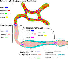 Dazu gehören die lymphknoten, die thymusdrüse (thymus), die milz (lien) und die mandeln (tonsillae). Lymphatic Vessel Network Structure And Physiology Abstract Europe Pmc