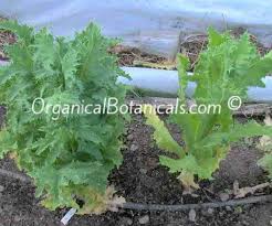 Once the poppy blooms, each flowers lasts 30 to 40 hours, then falls away to reveal the growing seed pod. How To Grow Growing Papaver Somniferum Poppies Poppy Ebay