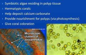 Check spelling or type a new query. In Which Organelle Does Photosynthesis Take Place Quora