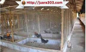 Karena hal ini sangat sering terjadi dan dialami oleh mereka yang akan memulai usaha ternak kambing domba. 12 Desain Desain Kandang Ayam Umbaran Kandang Ayam Bangkok Mewah Tentang Kolam Kandang Ternak Kandangayamkreatif Ka Desain Kandang Ayam Kandang Ayam Desain
