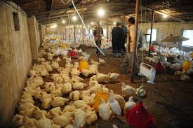 Hal tersebut karena dedak padi banyak dicampur dengan bahan lainnya seperti sekam dan kapur. Cara Membuat Pakan Ayam Sendiri Dengan Bahan Alami Asik Beternak Belajar Beternak