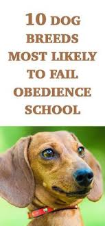 The 10 Most Stubborn Dog Breeds Kedi Kopek Ve Kedi