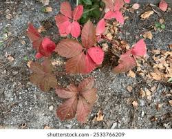 Image result for Rhynchosia tricuspidata