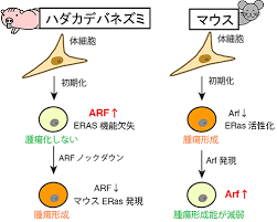 「ハダカデバネズミ」の画像検索結果