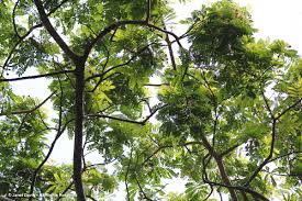 Image result for Albizia adianthifolia