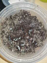 100% certified organic, fairtrade coffee. I Used Coffee Grounds As A Substrate Does The Mycelium Look Mold Free And Healthy The Black Chunks Are Peices Of Shroom Psilocybinmushrooms