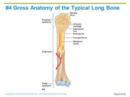 ✓ learn faster with spaced repetition. Gross Anatomy Of Long Bone Anatomy Drawing Diagram