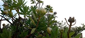 Image result for Protea gaguedi