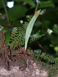 Image result for Lepisorus schraderi