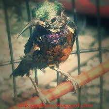 Cara merawat kolibri ninja anakan). Perawatan Khusus Mabung Untuk Kolibri Ninja Konin On Kicau Baru