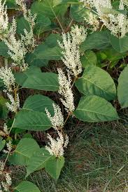 Image result for Afrobrunnichia