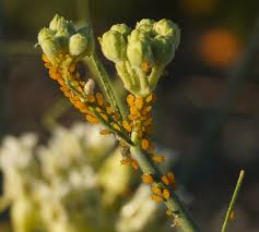 Although many types of asclepias bounce back from an aphid attack, some are very sensitive to an aphid infestation. Aphids On The Arizona Milkweed Album On Imgur