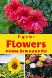 Pin By Varshitha On Gardening Popular Flowers Flower Names Most Popular Flowers