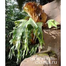 Image result for Platycerium stemaria