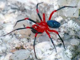 Black And Yellow Striped Spider Australia Nature And More Spider Red And Black Spider Arachnids Spiders