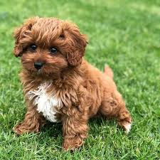 Black And Tan Full Grown Cavapoo Puppies Cavapoo Puppies Full Grown Cavapoo Puppies For Sale Cavapoo Puppies Red Cavapoo Puppies Brown Cavapoo Puppi Cavapoo Puppies Cute Baby Animals Cute Animals