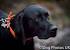 Brown And White German Shorthaired Pointer