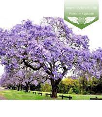 Ботаническое описание и родина растения. Paulownia Tomentosa Pavlovniya Vojlochnaya Landshaft Info