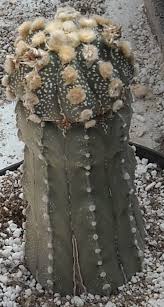 Image result for Thesium asterias