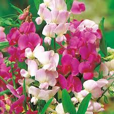 Download in under 30 seconds. Sweet Pea Lathyrus Latifolius Mix Everlasting Sweet Pea A Leading Supplier Of Vegetable Seeds In Essex Uk Grow Your Own Vegetable Seeds Kingsseeds Com