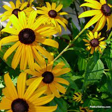 Black Eyed Susans Rudbeckia Fulgida Goldsturm Garden Sanity By Pet Scribbles